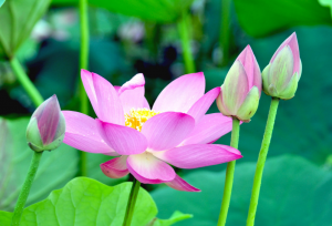 光泽度仪可以赏荷吗？光泽度仪测量荷花的光泽度