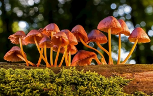 色差仪用于蘑菇的颜色测量研究