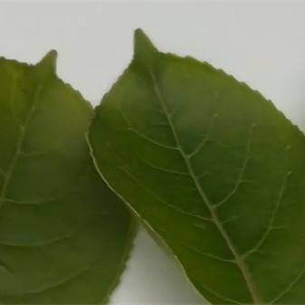 案例：ST-700d分光测色仪测量树叶的颜色